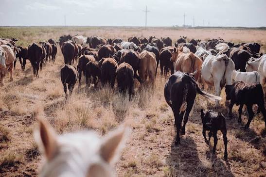 One Dies, Two Kidnap Victims Freed as Troops Foil Terrorists, Recover 94 Livestock